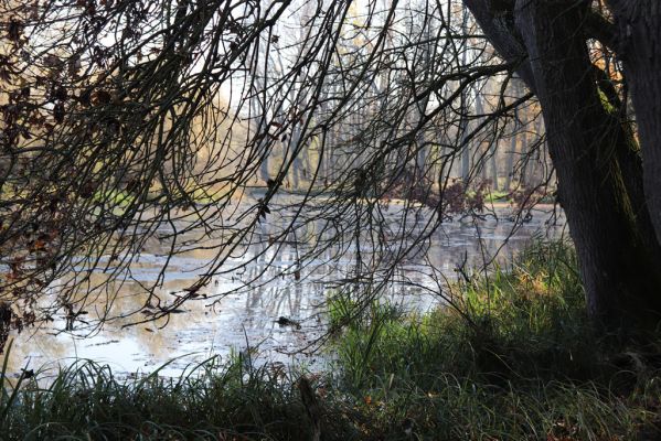 Nové Mlýny, Křivé jezero, 27.10.2019
Křivé jezero.
Keywords: Přítluky Nové Mlýny Křivé jezero