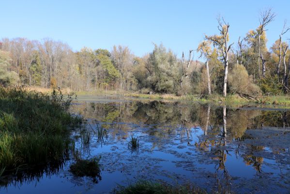 Nové Mlýny, Křivé jezero, 27.10.2019
Křivé jezero.
Klíčová slova: Přítluky Nové Mlýny Křivé jezero