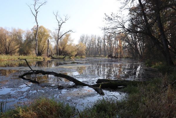 Nové Mlýny, Křivé jezero, 27.10.2019
Křivé jezero.
Klíčová slova: Přítluky Nové Mlýny Křivé jezero