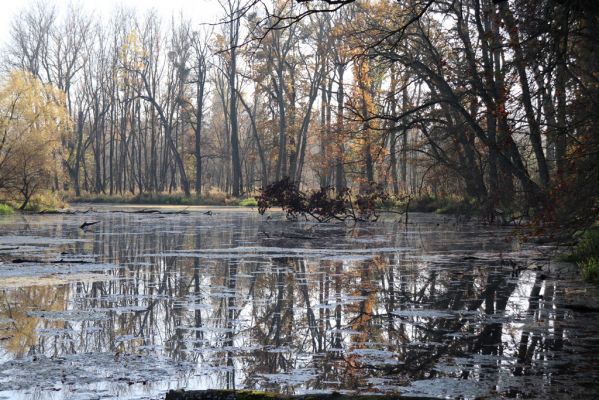 Nové Mlýny, Křivé jezero, 27.10.2019
Křivé jezero.
Klíčová slova: Přítluky Nové Mlýny Křivé jezero