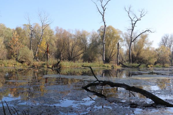 Nové Mlýny, Křivé jezero, 27.10.2019
Křivé jezero.
Mots-clés: Přítluky Nové Mlýny Křivé jezero