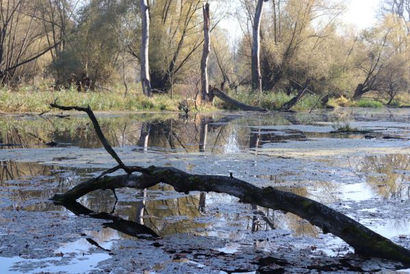 Nové Mlýny, Křivé jezero, 27.10.2019
Křivé jezero.
Klíčová slova: Přítluky Nové Mlýny Křivé jezero