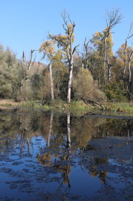 Nové Mlýny, Křivé jezero, 27.10.2019
Křivé jezero.
Mots-clés: Přítluky Nové Mlýny Křivé jezero