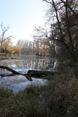 Nové Mlýny, Křivé jezero, 27.10.2019
Křivé jezero.
Mots-clés: Přítluky Nové Mlýny Křivé jezero