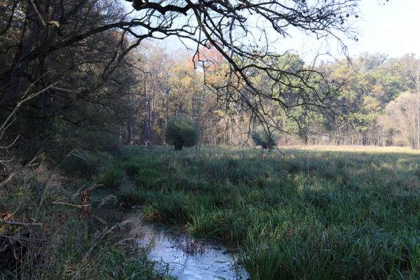 Nové Mlýny, Křivé jezero, 27.10.2019
Křivé jezero.
Keywords: Přítluky Nové Mlýny Křivé jezero