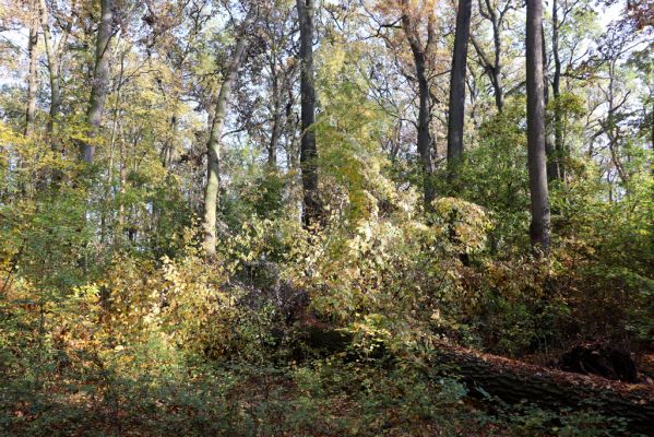 Nové Mlýny, Křivé jezero, 27.10.2019
Lužní les.
Klíčová slova: Přítluky Nové Mlýny Křivé jezero