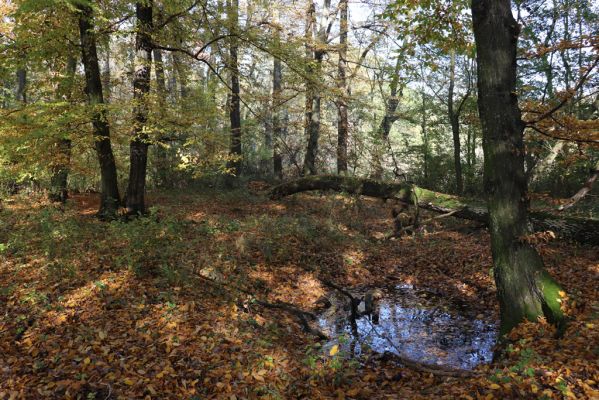 Nové Mlýny, Křivé jezero, 27.10.2019
Lužní les.
Klíčová slova: Přítluky Nové Mlýny Křivé jezero