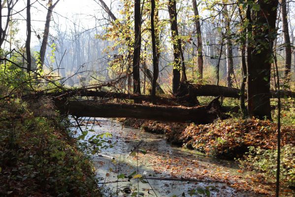 Nové Mlýny, Křivé jezero, 27.10.2019
Lužní les.
Klíčová slova: Přítluky Nové Mlýny Křivé jezero