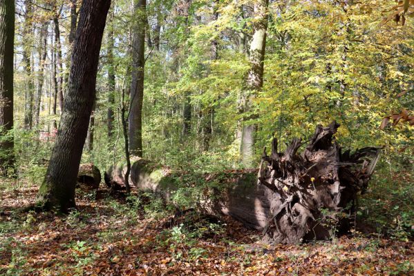 Nové Mlýny, Křivé jezero, 27.10.2019
Lužní les.
Keywords: Přítluky Nové Mlýny Křivé jezero