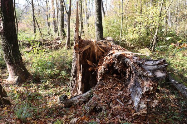 Nové Mlýny, Křivé jezero, 27.10.2019
Lužní les.
Klíčová slova: Přítluky Nové Mlýny Křivé jezero