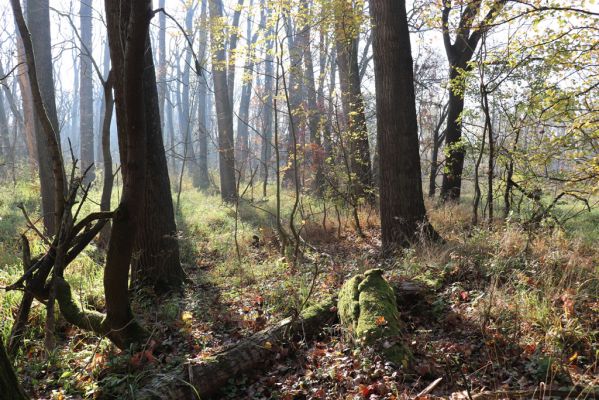 Nové Mlýny, Křivé jezero, 27.10.2019
Lužní les - padlý kmen topolu.
Keywords: Přítluky Nové Mlýny Křivé jezero Dirrhagofarsus attenuatus Hylis olexai