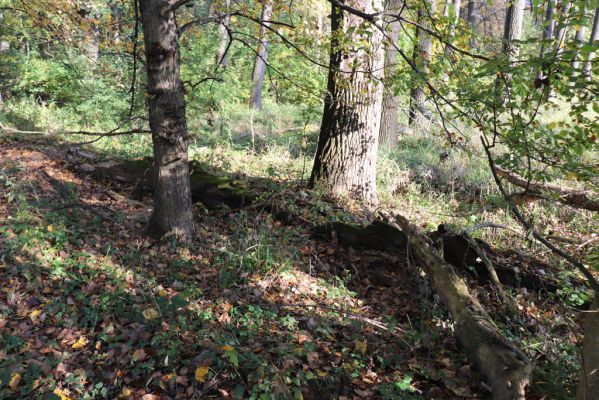 Nové Mlýny, Křivé jezero, 27.10.2019
Lužní les - padlý kmen topolu.
Keywords: Přítluky Nové Mlýny Křivé jezero Dirrhagofarsus attenuatus Hylis olexai