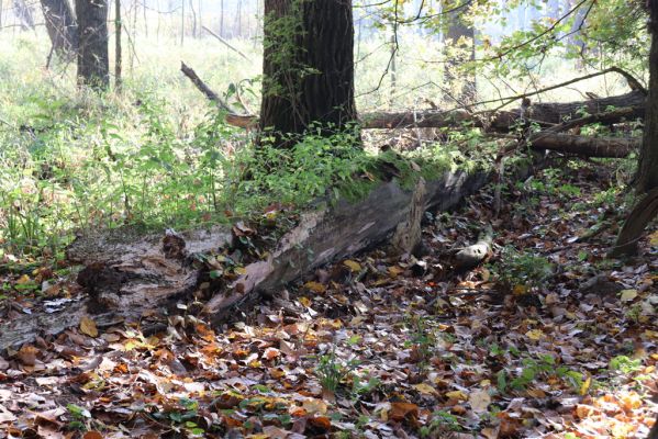 Nové Mlýny, Křivé jezero, 27.10.2019
Lužní les - padlý kmen topolu.
Schlüsselwörter: Přítluky Nové Mlýny Křivé jezero Dirrhagofarsus attenuatus Hylis olexai