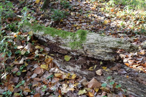 Nové Mlýny, Křivé jezero, 27.10.2019
Lužní les - padlý kmen topolu.
Mots-clés: Přítluky Nové Mlýny Křivé jezero Dirrhagofarsus attenuatus Hylis olexai