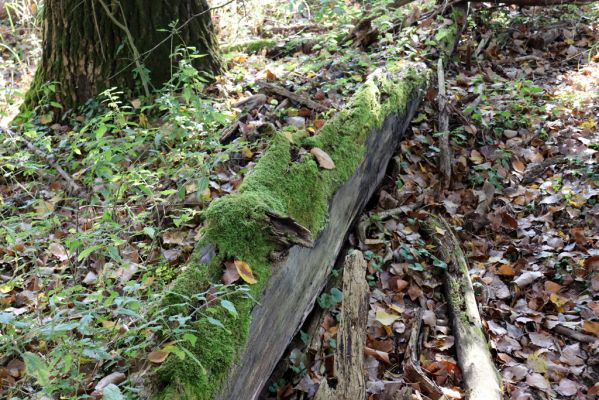 Nové Mlýny, Křivé jezero, 27.10.2019
Lužní les - padlý kmen topolu.
Keywords: Přítluky Nové Mlýny Křivé jezero Dirrhagofarsus attenuatus Hylis olexai