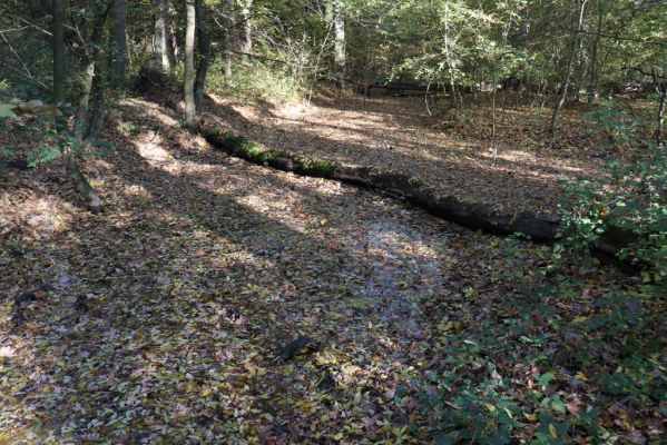 Nové Mlýny, Křivé jezero, 27.10.2019
Lužní les.
Keywords: Přítluky Nové Mlýny Křivé jezero