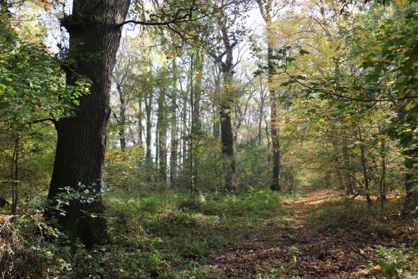 Nové Mlýny, Křivé jezero, 27.10.2019
Lužní les - stará cesta.
Keywords: Přítluky Nové Mlýny Křivé jezero