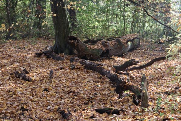 Nové Mlýny, Křivé jezero, 27.10.2019
Lužní les.
Klíčová slova: Přítluky Nové Mlýny Křivé jezero