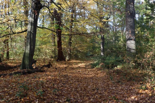 Nové Mlýny, Křivé jezero, 27.10.2019
Lužní les - stará cesta.
Schlüsselwörter: Přítluky Nové Mlýny Křivé jezero