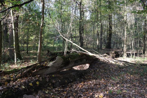 Nové Mlýny, Křivé jezero, 27.10.2019
Lužní les.
Mots-clés: Přítluky Nové Mlýny Křivé jezero