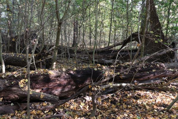 Nové Mlýny, Křivé jezero, 27.10.2019
Lužní les.
Klíčová slova: Přítluky Nové Mlýny Křivé jezero