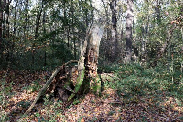 Nové Mlýny, Křivé jezero, 27.10.2019
Les u Dyje.
Mots-clés: Přítluky Nové Mlýny Křivé jezero