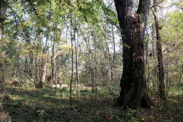 Nové Mlýny, Křivé jezero, 27.10.2019
Les u Dyje.
Mots-clés: Přítluky Nové Mlýny Křivé jezero Megapenthes lugens