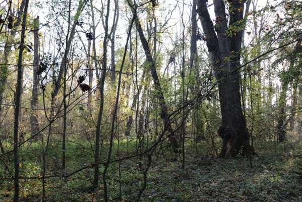 Nové Mlýny, Křivé jezero, 27.10.2019
Lužní les u Dyje.
Schlüsselwörter: Přítluky Nové Mlýny Křivé jezero Megapenthes lugens