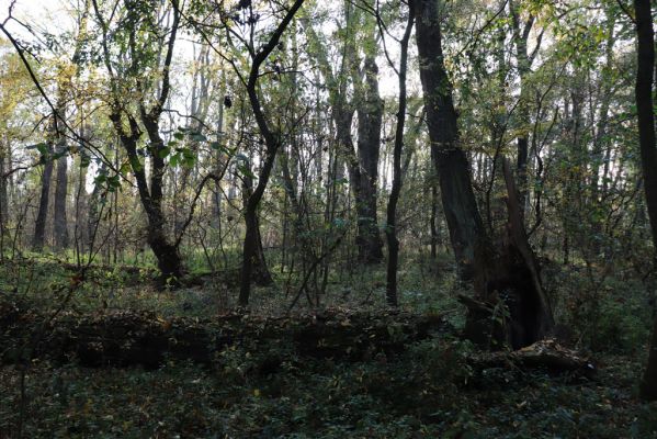 Nové Mlýny, Křivé jezero, 27.10.2019
Les u Dyje.
Keywords: Přítluky Nové Mlýny Křivé jezero