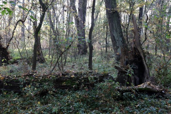 Nové Mlýny, Křivé jezero, 27.10.2019
Les u Dyje.
Mots-clés: Přítluky Nové Mlýny Křivé jezero