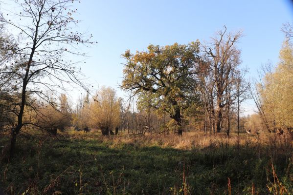 Nové Mlýny, Křivé jezero, 27.10.2019
Křivé jezero u Dyje.
Schlüsselwörter: Přítluky Nové Mlýny Křivé jezero