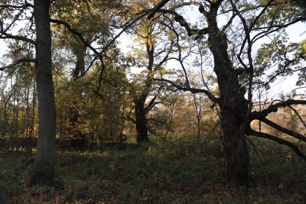 Nové Mlýny, Křivé jezero, 27.10.2019
Les u břehu Dyje.
Keywords: Přítluky Nové Mlýny Křivé jezero