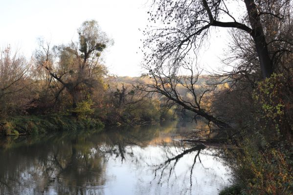 Nové Mlýny, Křivé jezero, 27.10.2019
Dyje.
Klíčová slova: Přítluky Nové Mlýny Křivé jezero