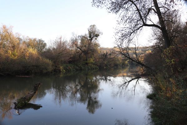 Nové Mlýny, Křivé jezero, 27.10.2019
Dyje.
Klíčová slova: Přítluky Nové Mlýny Křivé jezero