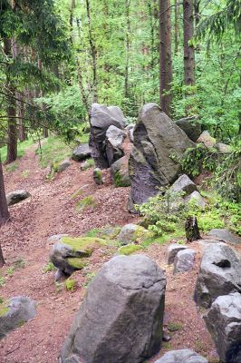 Prachov - vrch Přivýšina, 12.5.2002
Ostrý zalesněný hřbet Přivýšiny je biotopem kovaříka Pseudanostirus globicollis.
Klíčová slova: Prachov Přivýšina Pseudanostirus globicollis