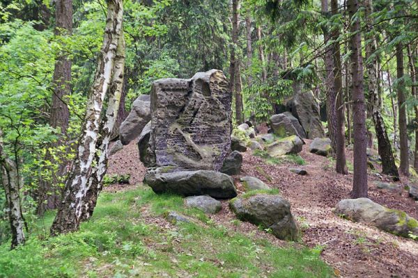 Prachov - vrch Přivýšina, 12.5.2002
Ostrý zalesněný hřbet Přivýšiny je biotopem kovaříka Pseudanostirus globicollis.
Mots-clés: Prachov Přivýšina Pseudanostirus globicollis