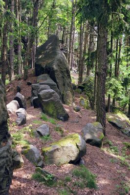 Prachov - vrch Přivýšina, 12.5.2002
Ostrý zalesněný hřbet Přivýšiny je biotopem kovaříka Pseudanostirus globicollis.
Schlüsselwörter: Prachov Přivýšina Pseudanostirus globicollis