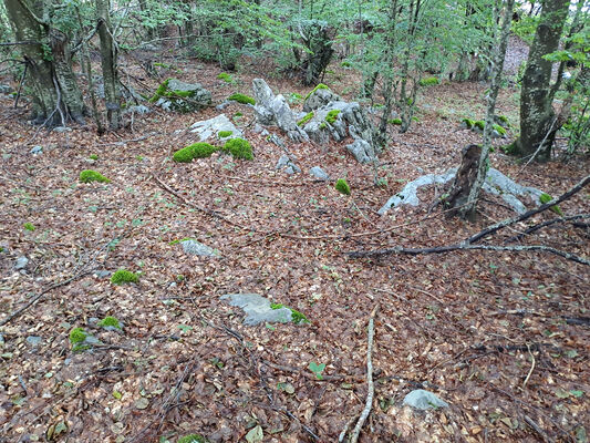 Bogë, 27.6.2024
Údolí nad Bogë. Biotop kovaříků Dima pelikani.
Schlüsselwörter: Skadar Prokletije Bogë Dima pelikani