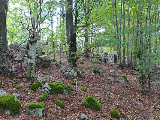 Bogë, 27.6.2024
Údolí nad Bogë.
Keywords: Skadar Prokletije Bogë Dima pelikani