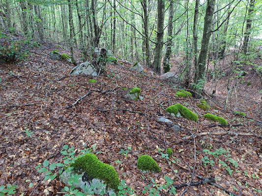 Bogë, 27.6.2024
Údolí nad Bogë. Biotop kovaříků Dima pelikani.
Schlüsselwörter: Skadar Prokletije Bogë Dima pelikani