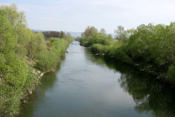 Prosenice - řeka Bečva, 17.4.2009
Místo živé řeky umělý kanál - bohužel, takto vypadá většina českých a moravských řek. Pohled z mostu na Radslavice.
Klíčová slova: Radslavice Prosenice Bečva