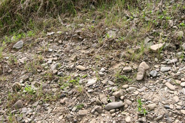 Prosenice - řeka Bečva, 17.4.2009
Rozsáhlé štěrkové náplavy Bečvy východně od Prosenic. Biotop kovaříka Zorochros meridionalis.
Klíčová slova: Sušice Prosenice Bečva Zorochros meridionalis
