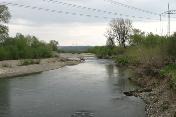 Prosenice - řeka Bečva, 17.4.2009
Rozsáhlé štěrkové a písčité náplavy Bečvy východně od obce Prosenice.
Klíčová slova: Osek nad Bečvou Prosenice Bečva Zorochros dermestoides meridionalis quadriguttatus Negastrius pulchellus Adrastus circassicus Betarmon bisbimaculatus