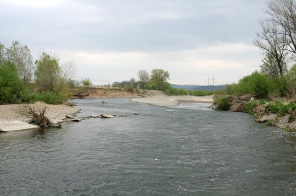 Prosenice - řeka Bečva, 17.4.2009
Rozsáhlé štěrkové a písčité náplavy Bečvy východně od obce Prosenice.
Klíčová slova: Osek nad Bečvou Prosenice Bečva Zorochros dermestoides meridionalis quadriguttatus Negastrius pulchellus Adrastus circassicus Betarmon bisbimaculatus