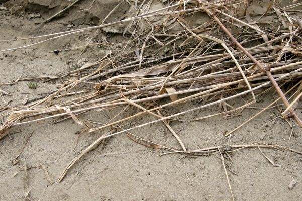 Prosenice - řeka Bečva, 17.4.2009
Písčitý náplav na levém břehu Bečvy. Biotop kovaříka Negastrius pulchellus.
Klíčová slova: Osek nad Bečvou Prosenice Bečva Negastrius pulchellus