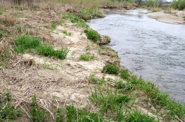 Prosenice - řeka Bečva, 17.4.2009
Řídce zatravněné písčité náplavy na levém břehu Bečvy. Typický biotop kovaříka Negastrius pulchellus.
Klíčová slova: Osek nad Bečvou Prosenice Bečva Negastrius pulchellus