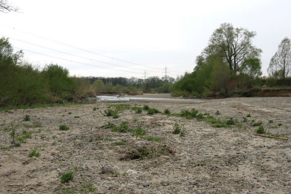 Prosenice - řeka Bečva, 17.4.2009
Rozsáhlé štěrkové a písčité náplavy Bečvy východně od obce Prosenice.
Mots-clés: Osek nad Bečvou Prosenice Bečva Zorochros dermestoides meridionalis Negastrius pulchellus Adrastus circassicus Betarmon bisbimaculatus