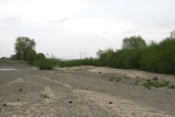 Prosenice - řeka Bečva, 17.4.2009
Rozsáhlé štěrkové a písčité náplavy Bečvy východně od obce Prosenice.
Schlüsselwörter: Osek nad Bečvou Prosenice Bečva Zorochros dermestoides meridionalis quadriguttatus Negastrius pulchellus Adrastus circassicus pallens rachifer