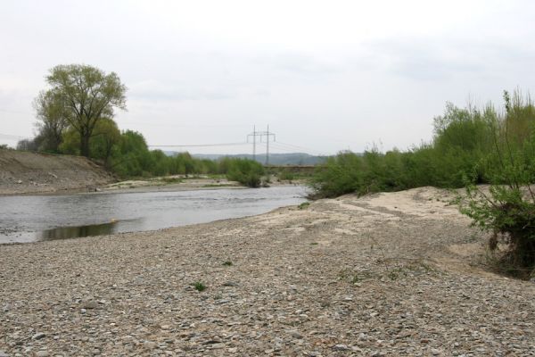 Prosenice - řeka Bečva, 17.4.2009
Rozsáhlé štěrkové a písčité náplavy Bečvy východně od obce Prosenice.
Klíčová slova: Osek nad Bečvou Prosenice Bečva Zorochros dermestoides meridionalis quadriguttatus Negastrius pulchellus Adrastus circassicus pallens rachifer