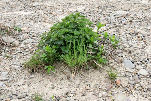Prosenice - řeka Bečva, 17.4.2009
Rozsáhlé štěrkové a písčité náplavy Bečvy východně od obce Prosenice. U kořenů travin přečkali zimu kovaříci Zorochros dermestoides a Z. meridionalis.
Klíčová slova: Osek nad Bečvou Prosenice Bečva Zorochros dermestoides meridionalis